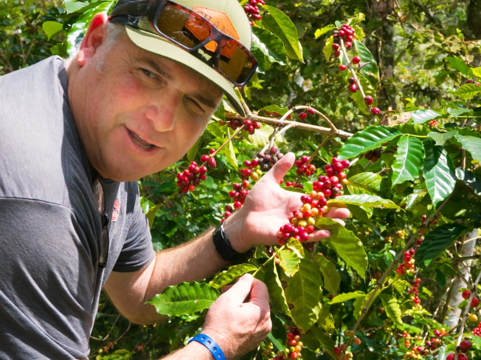 Man holding coffee plant